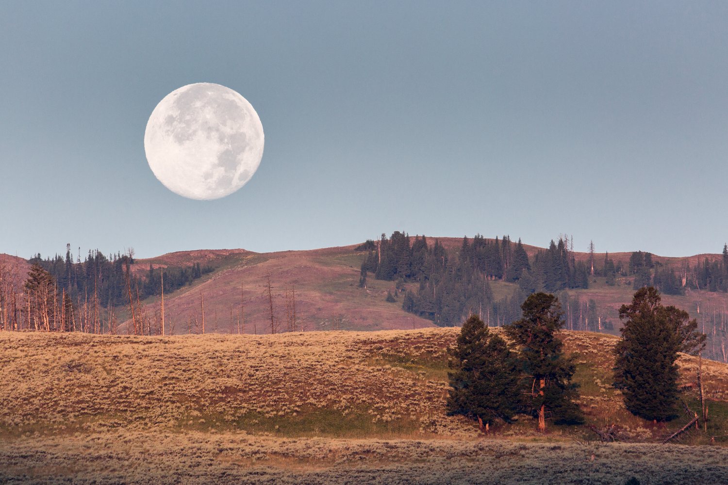 A full moon setting over the bare hills of the Lamar Valley at dawn.